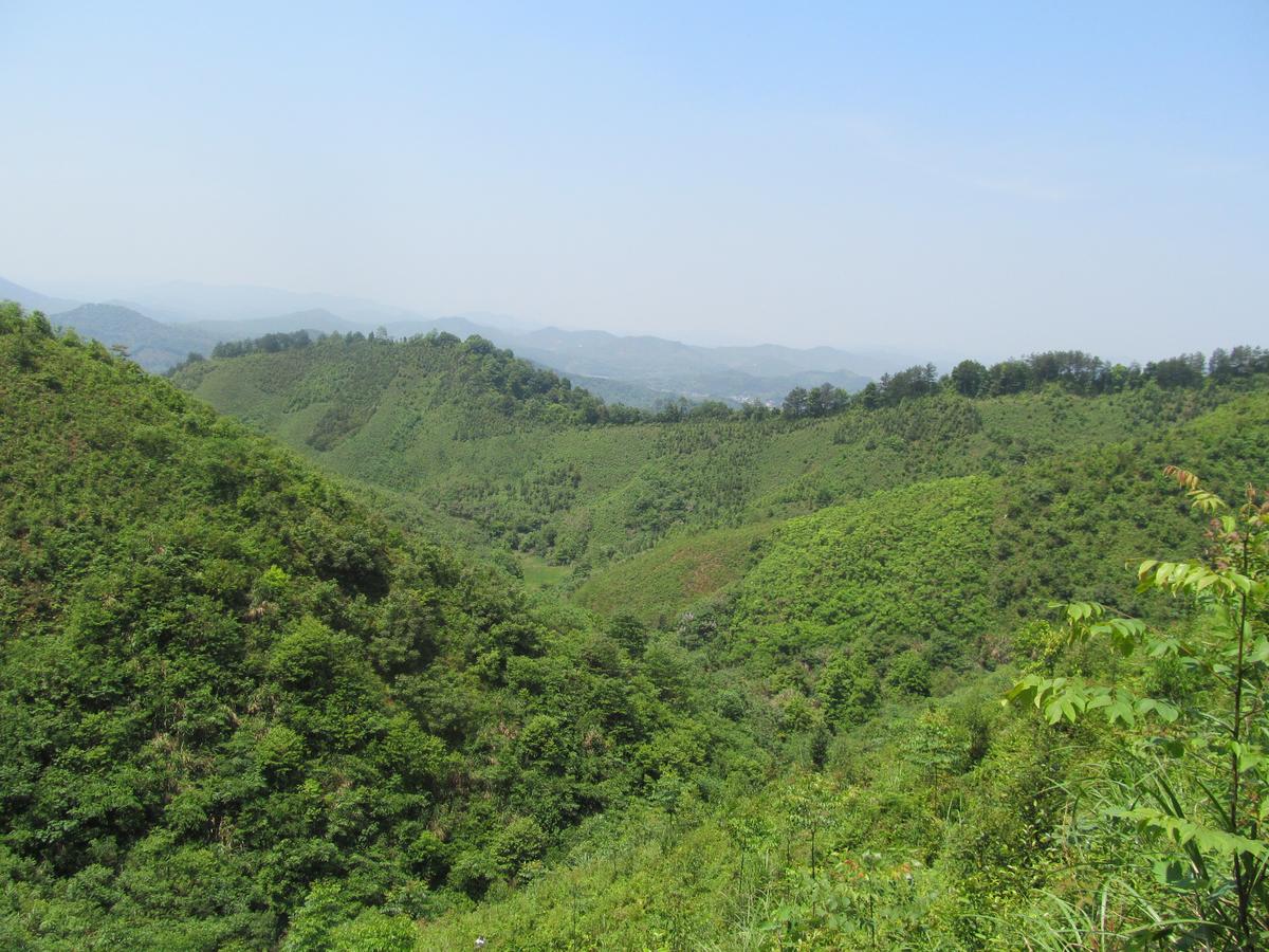 Photo of BFE Forest in China